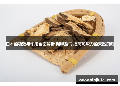 白术的功效与作用全面解析 健脾益气 提高免疫力的天然良药