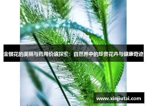 金银花的美丽与药用价值探索：自然界中的珍贵花卉与健康奇迹